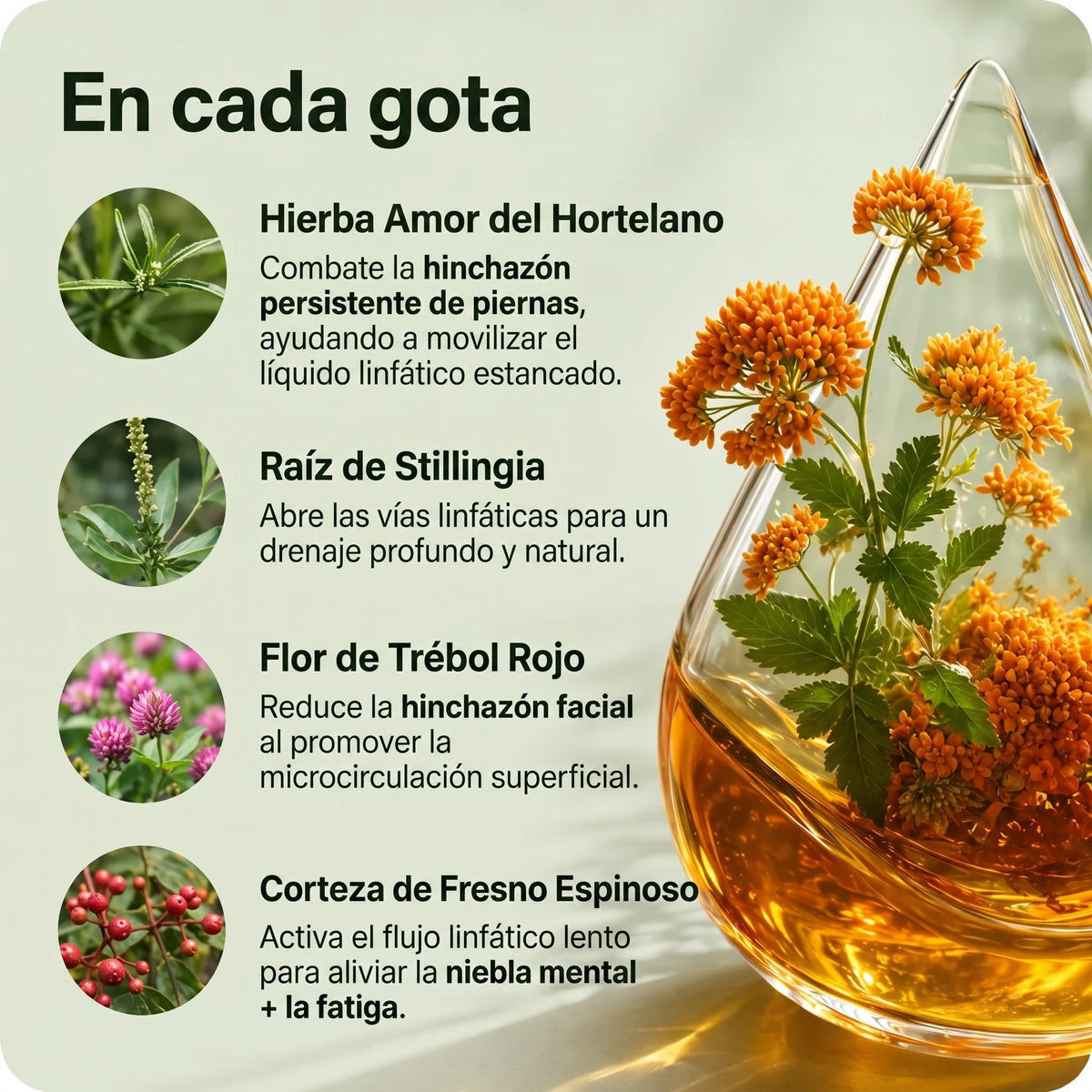 Drenaje Linfático Mayaverra
